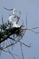 Egrets