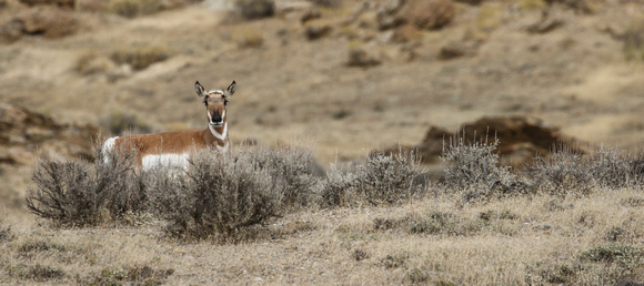 Fall YNP-4291