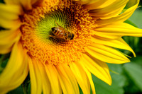 Floral and Plant